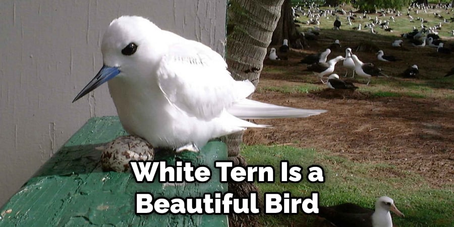 White Tern Is a  Beautiful Bird 