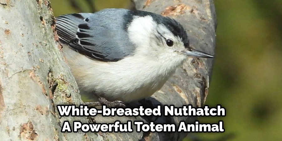 White-breasted Nuthatch  A Powerful Totem Animal