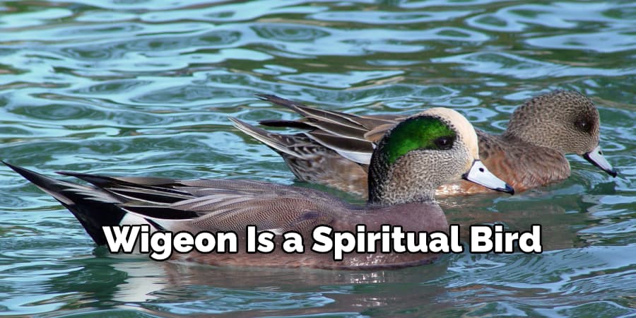 Wigeon Is a Spiritual Bird