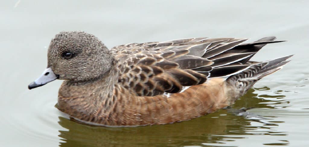 Wigeon Meaning