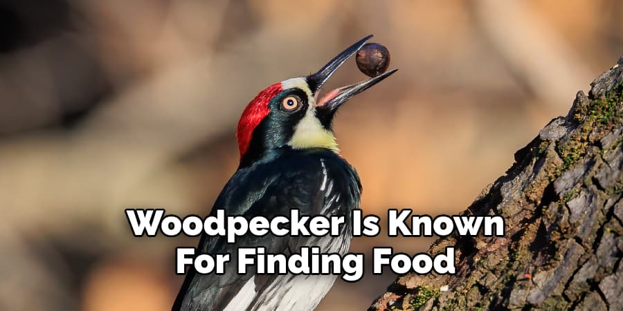 Woodpecker Is Known  For Finding Food