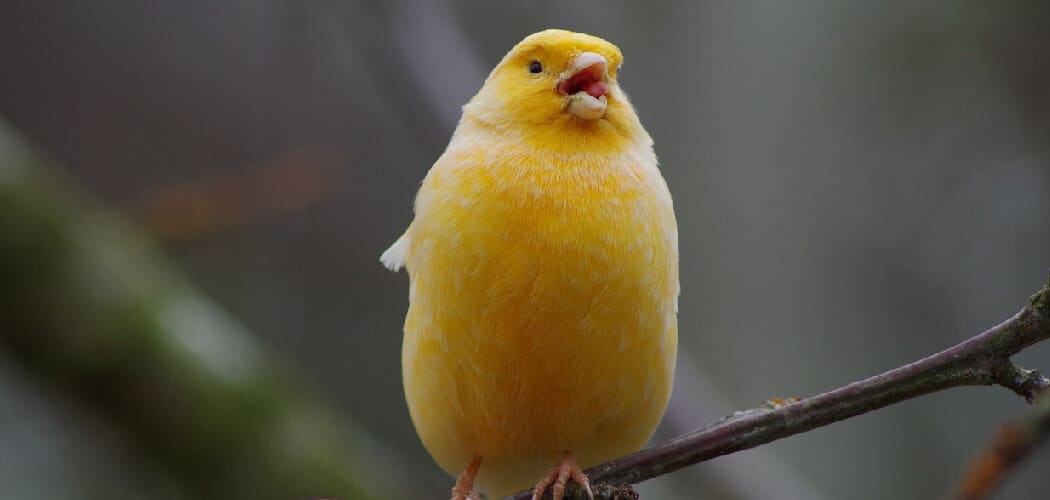 Yellow Bird Spiritual Meaning