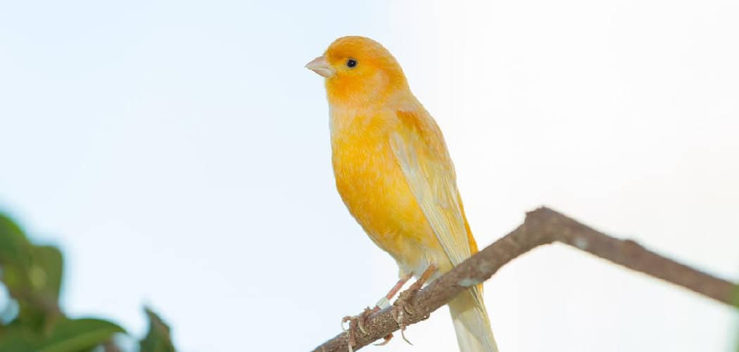 Yellow Finch Spiritual Meaning