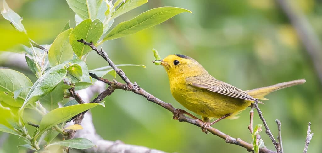 Yellow Warbler Spiritual Meaning