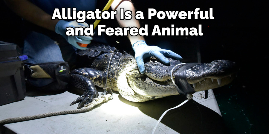 Alligator Is a Powerful  and Feared Animal