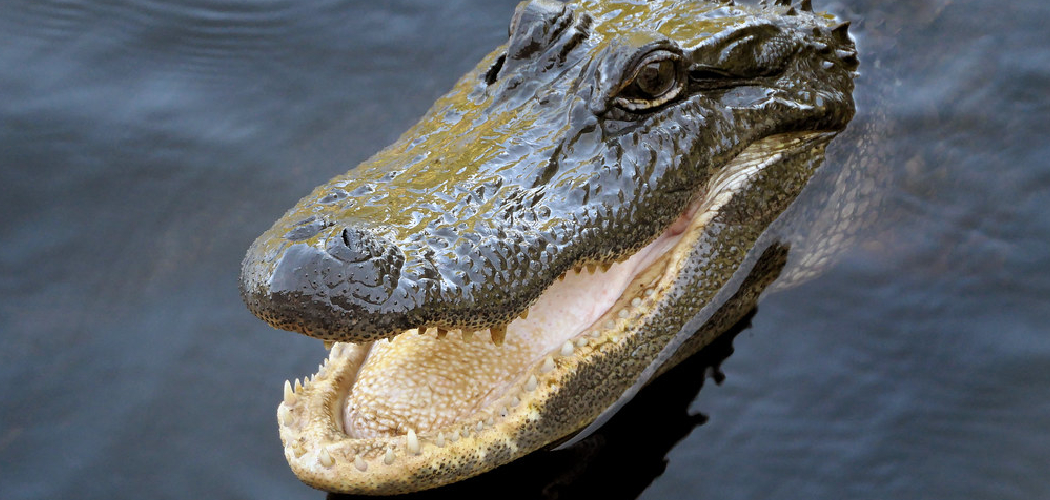 Alligator Spiritual Meaning