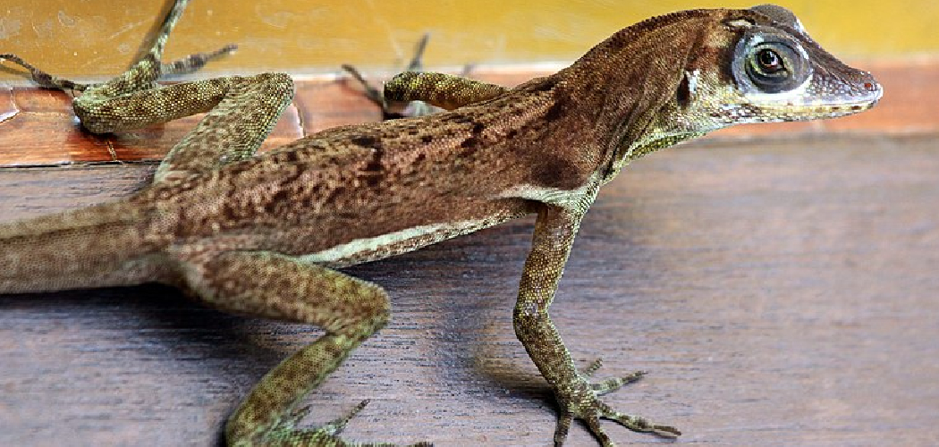 Anole Meaning