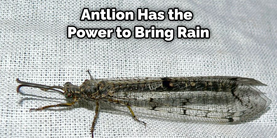 Antlion Has the  Power to Bring Rain