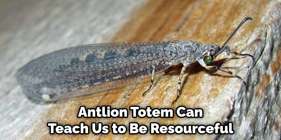  Antlion Totem Can  Teach Us to Be Resourceful