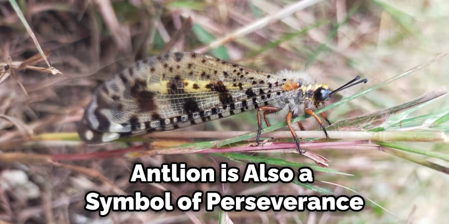 Antlion is Also a  Symbol of Perseverance