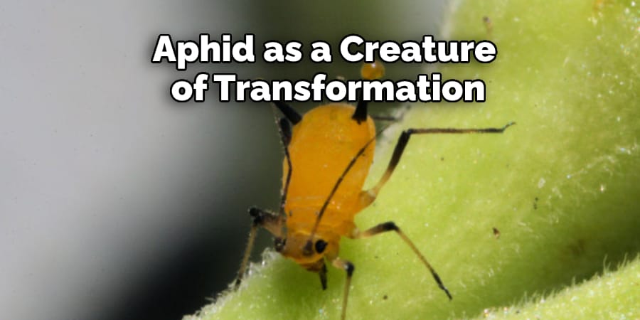 Aphid as a Creature  of Transformation