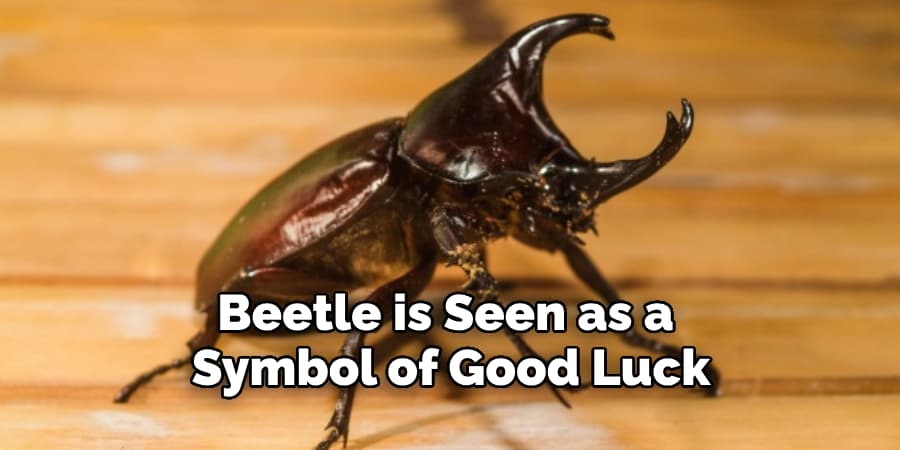 Beetle is Seen as a  Symbol of Good Luck