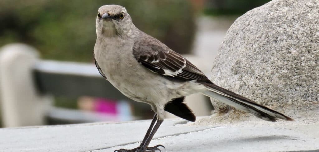 Biblical Meaning Of Mockingbird Detailed Explanation 2023 