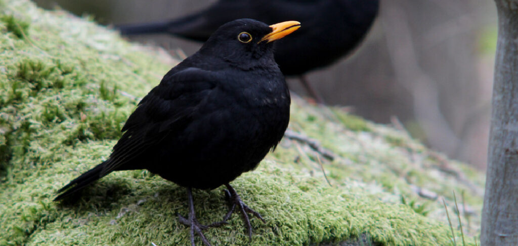 Black Bird Spiritual Meaning