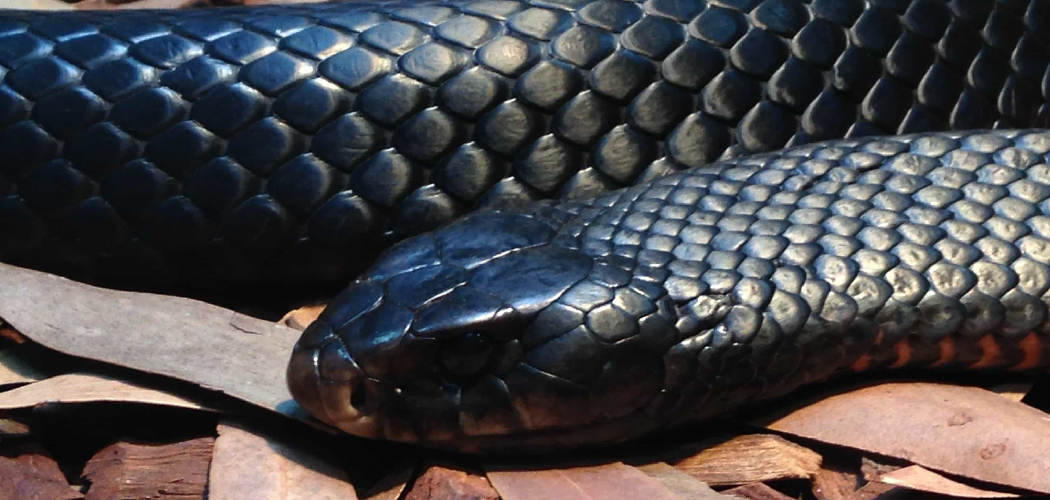 Black Cobra Spiritual Meaning