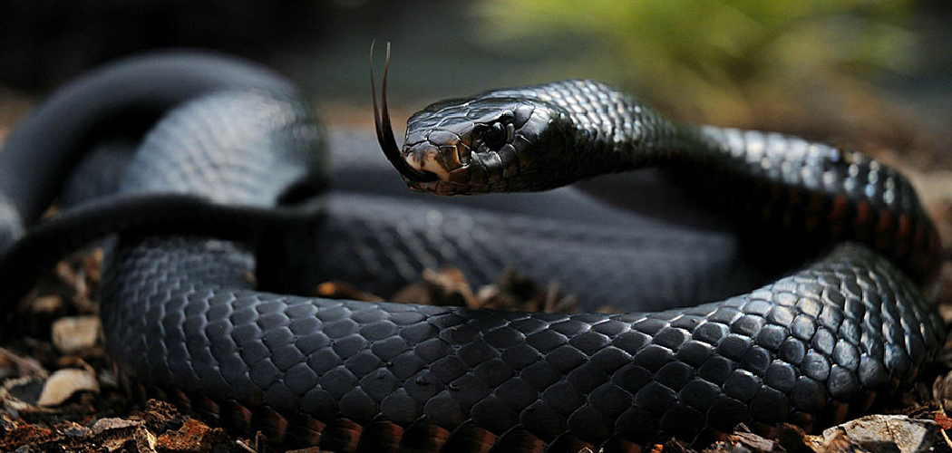 black-mamba-meaning-symbolism-and-totem-2022