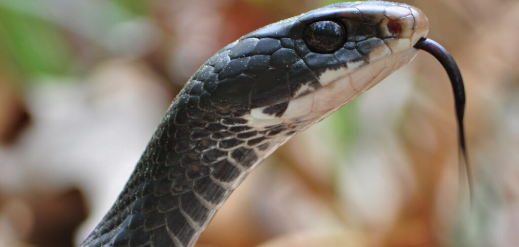 Black Racer Snake Spiritual Meaning