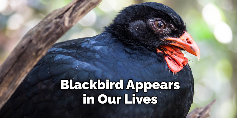 Blackbird Appears in Our Lives