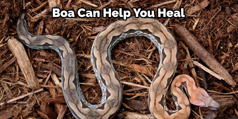 Boa Can Help You Heal