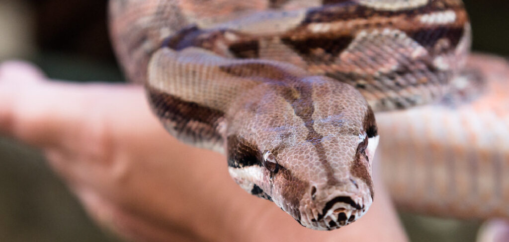 Boa Constrictor Spiritual Meaning, Symbolism, and Totem
