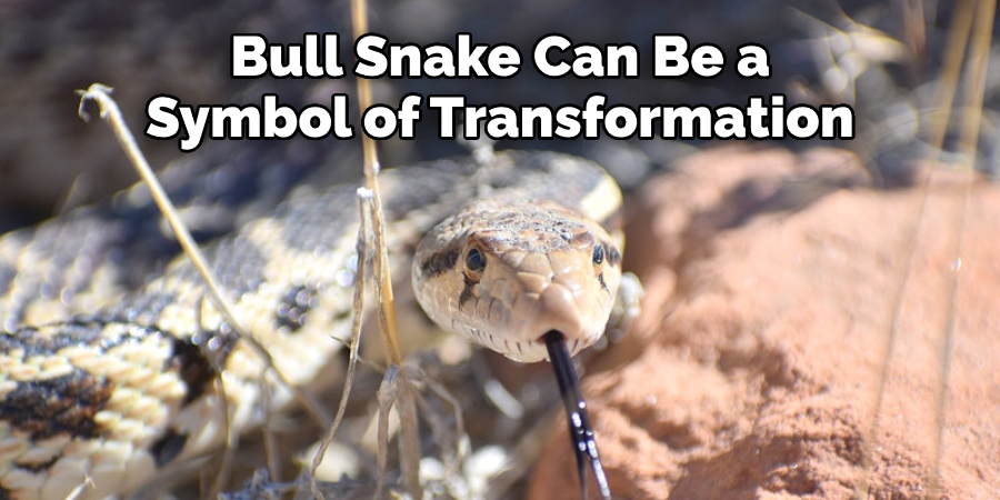Bull Snake Can Be a  Symbol of Transformation