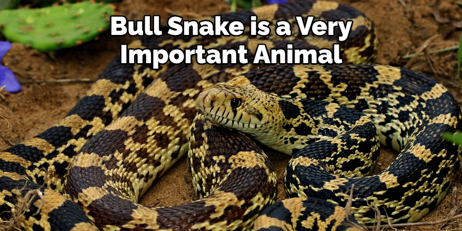 Bull Snake is a Very  Important Animal