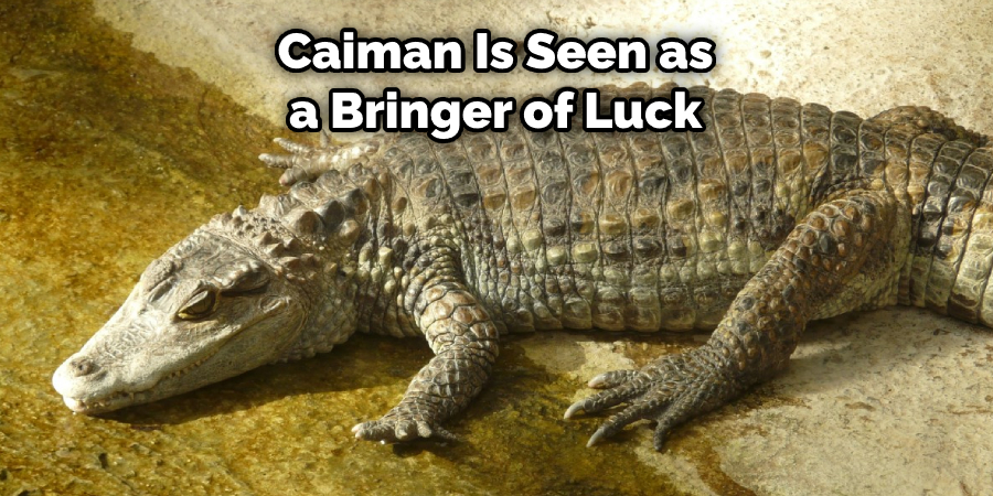 Caiman Is Seen as a Bringer of Luck