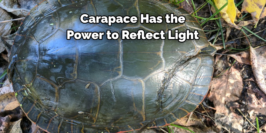 Carapace Has the Power to Reflect Light