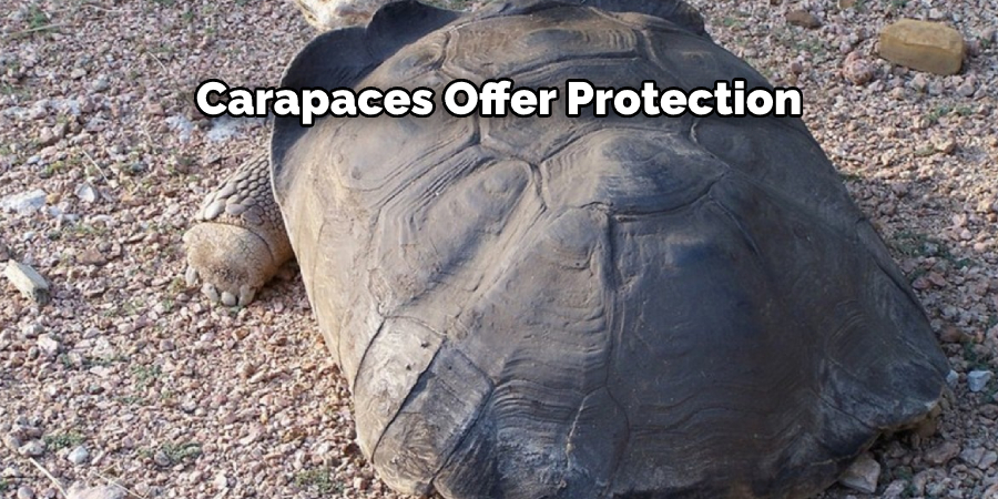 Carapaces Offer Protection