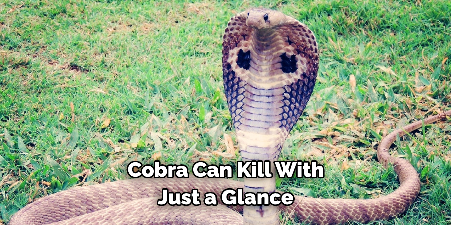 Cobra Can Kill With Just a Glance