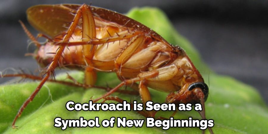 Cockroach is Seen as a Symbol of New Beginnings