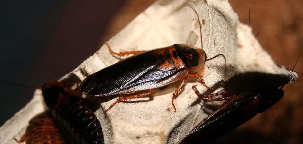 Cockroaches Spiritual Meaning