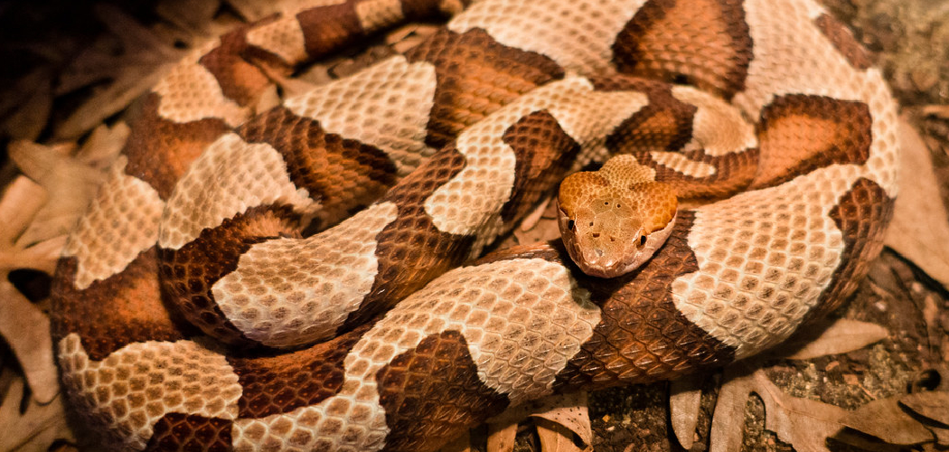Copperhead Meaning