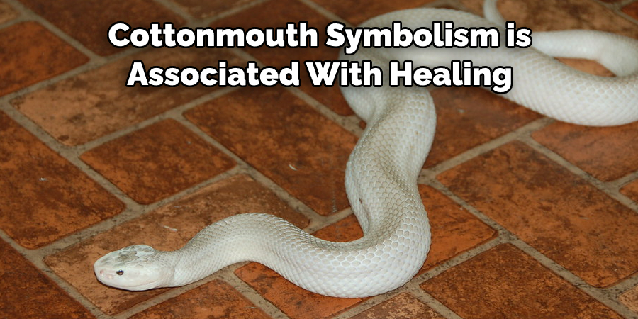  Cottonmouth Symbolism is  Associated With Healing 