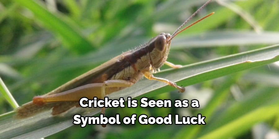Cricket is Seen as a Symbol of Good Luck