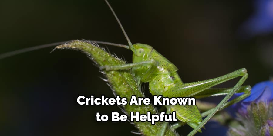 Crickets Are Known to Be Helpful