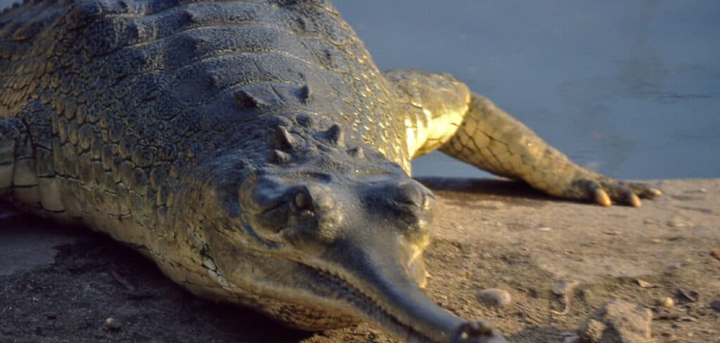 Gharial Meaning, Symbolism, and Totem