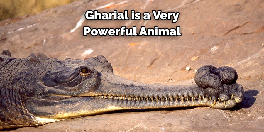 Gharial is a Very Powerful Animal