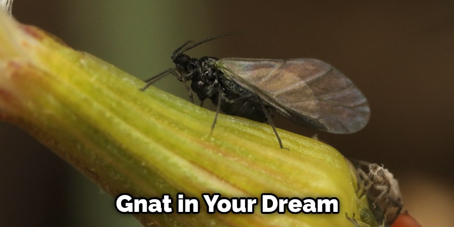 Gnat in Your Dream