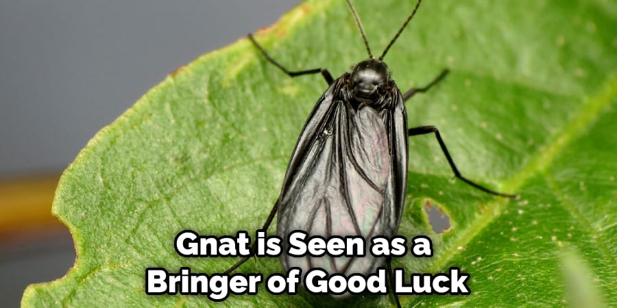 Gnat is Seen as a  Bringer of Good Luck