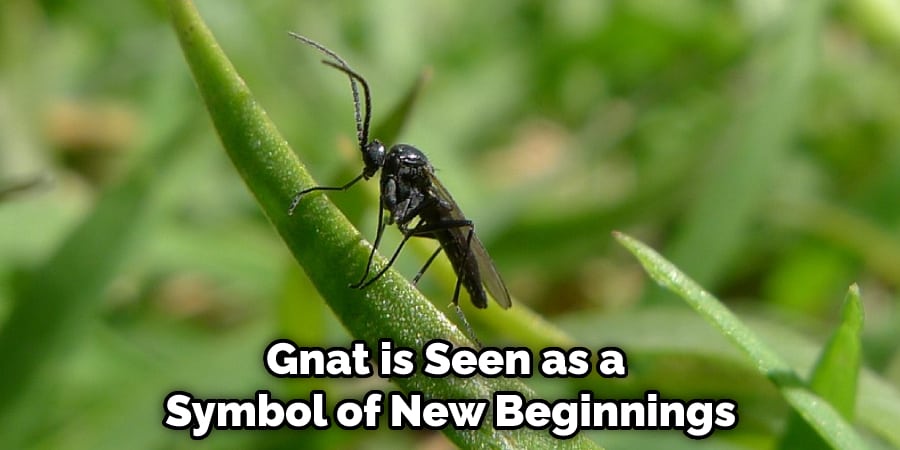 Gnat is Seen as a  Symbol of New Beginnings
