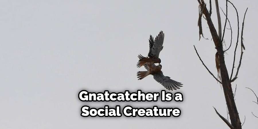 Gnatcatcher Is a Social Creature