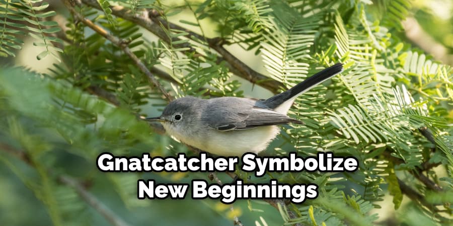 Gnatcatcher Symbolize New Beginnings