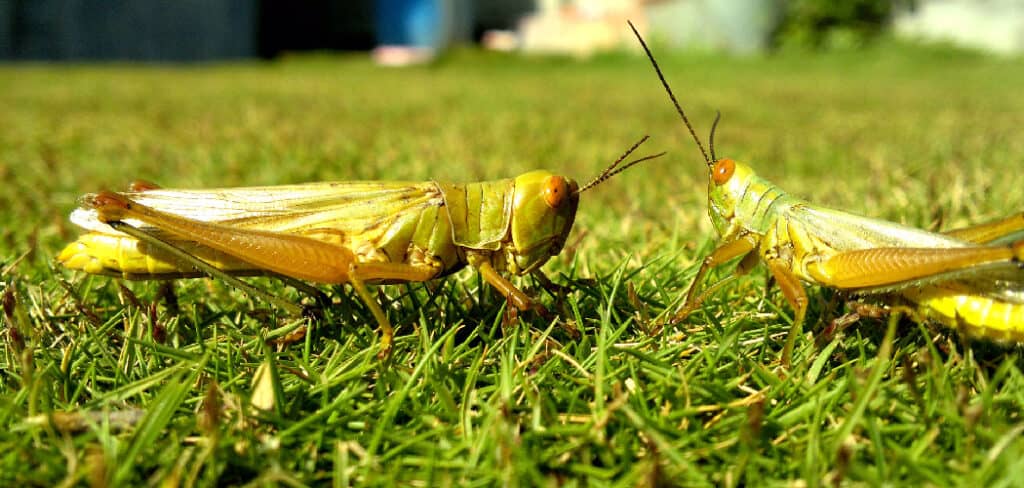 Grasshoppers Spiritual Meaning, Symbolism, and Totem