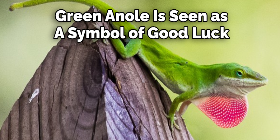 Green Anole Is Seen as A Symbol of Good Luck 