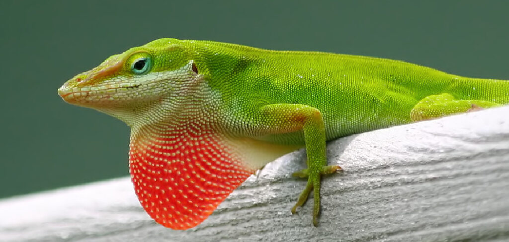 Green Anole Spiritual Meaning