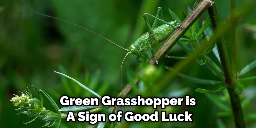 Green Grasshopper is  A Sign of Good Luck