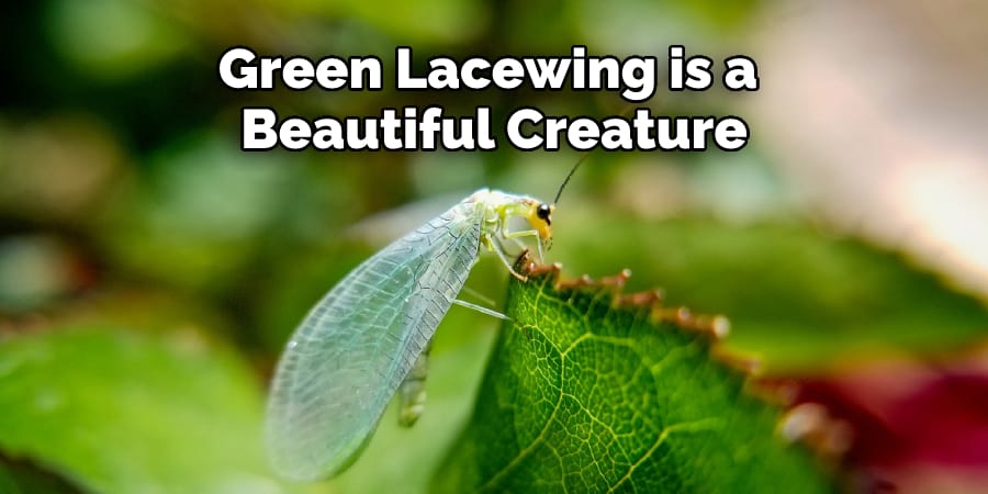 Green Lacewing is a  Beautiful Creature