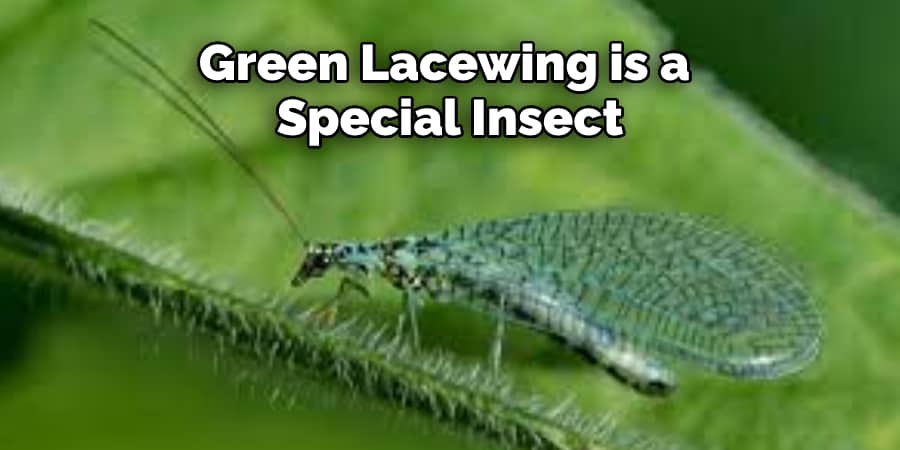 Green Lacewing is a  Special Insect 