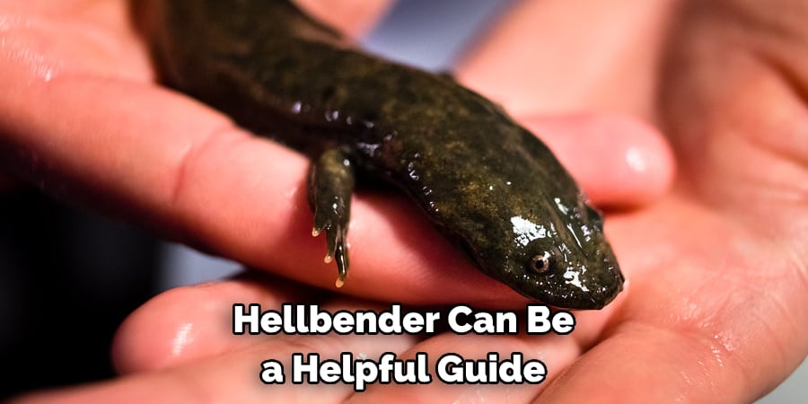 Hellbender Can Be a Helpful Guide